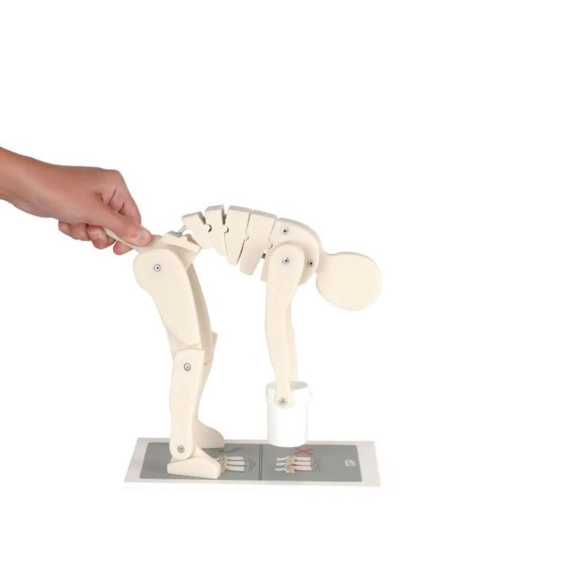 Figure de démonstration - Lever correctement - Anatomie et pathologie - My Podologie